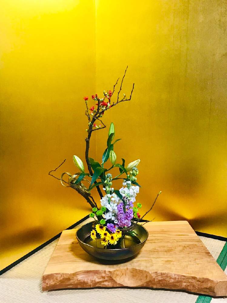 和室の画像 by nowさん | 和室と『お正月飾り』コンテストとお正月飾りとお正月寄せ植えとお正月アレンジメントとお正月用とお正月用アレンジと黒松 お正月とお正月の花とGS映えと植中毒とお正月とお正月のなごりとお正月のリースとお正月アレンジとお正月のお花と葉ボタンでお正月アレンジとお正月準備と珍奇植物とお正月用お飾りとお正月バージョン