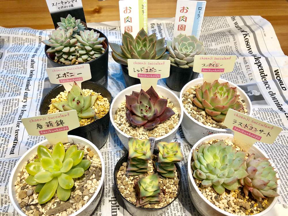 部屋の画像 by Misakiさん | 部屋と多肉植物と植欲が止まらないと韓国苗に夢中(ㅅ´ ˘ `)♡とセダム属 春萌錦とエケベリア属スパイシーとレッドエボニー☆とスノーキャンディーとグリーンテラス葉山とエケベリア・ミラとローラ✨とエケベリア エボニーと植欲の秋とグリーンテラス葉山、天国じゃね?とエケベリア属と多肉女子とクラッスラ属 南十字星と韓国苗とかわいいな♡と千葉タニラーとラストコンサート