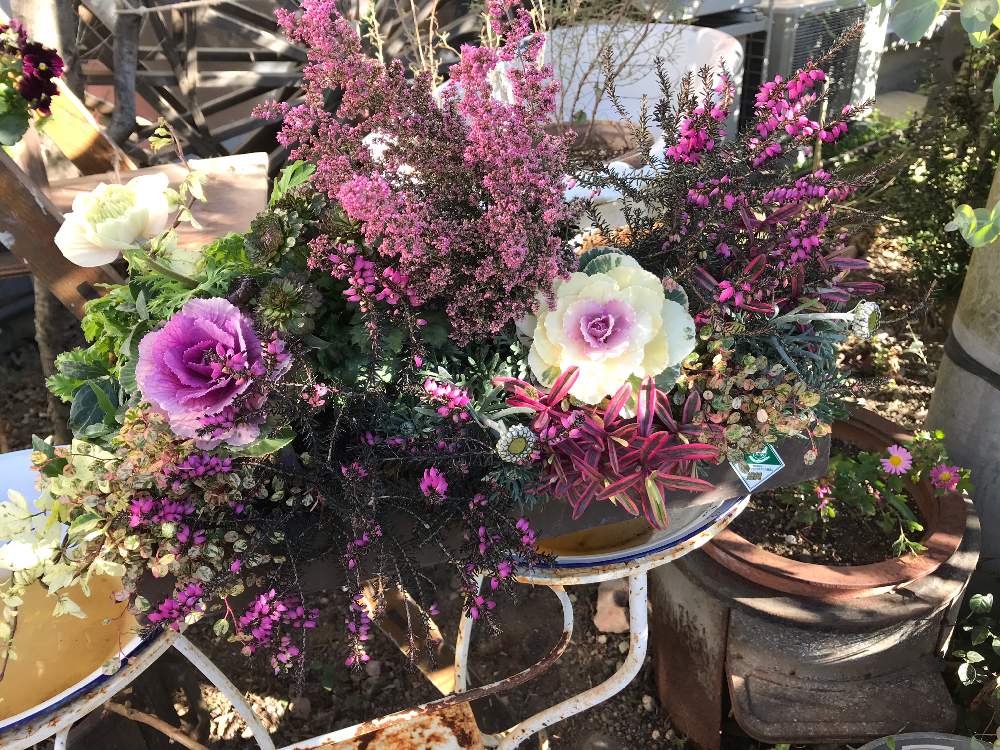 小さな庭の画像 by chimney cafe(チムニーカフェ)さん | 小さな庭とさにべると好きな場所と花のある暮らしと小さな庭❀と傾斜コンテナーと葉牡丹の寄せ植え