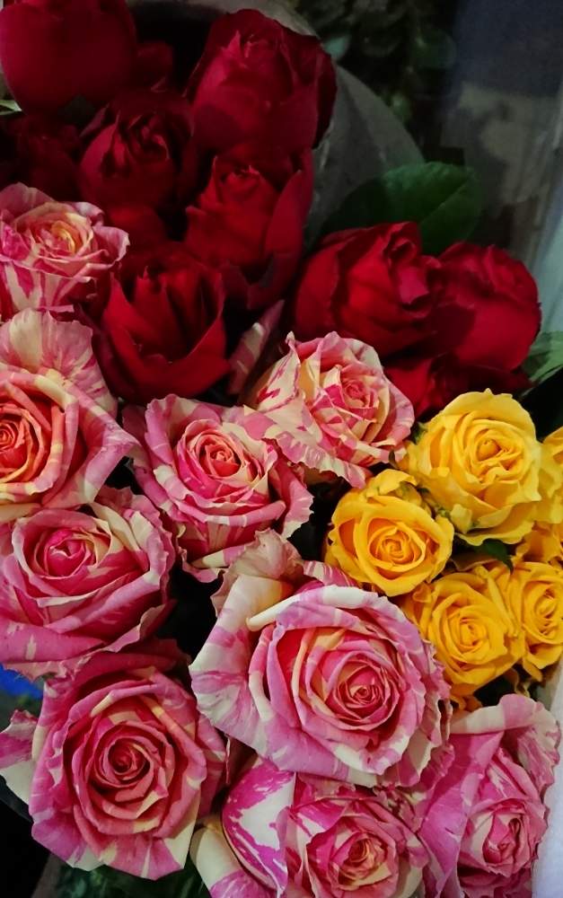 部屋の画像 by YUMIKOさん | 部屋とスマホ撮影と薔薇愛同盟と花が好き❤と薔薇に魅せられてとソラーレと大好きとレッドエレガンス バラときれいと植中毒とバラ フィスタと薔薇が好き❤と花のある暮らしと薔薇♪といい色♡と素敵