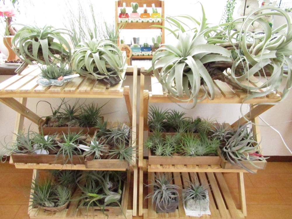 部屋の画像 by LEAFさん | 部屋とエアプランツハリシーと着生植物とティランジアアエラントスとエアプランツ イオナンタとティランジアベルゲリとT.ブッツィーとティランジア属とイオナンタルブラとアエラントスアルバとチランジアロリアセアとチランジアブルボーサと成長記録と購入記録とカプトゥメドゥーサとチランジアキセログラフィカとT.ウスネオイデスとエアプランツとエアープランツ/チランジア