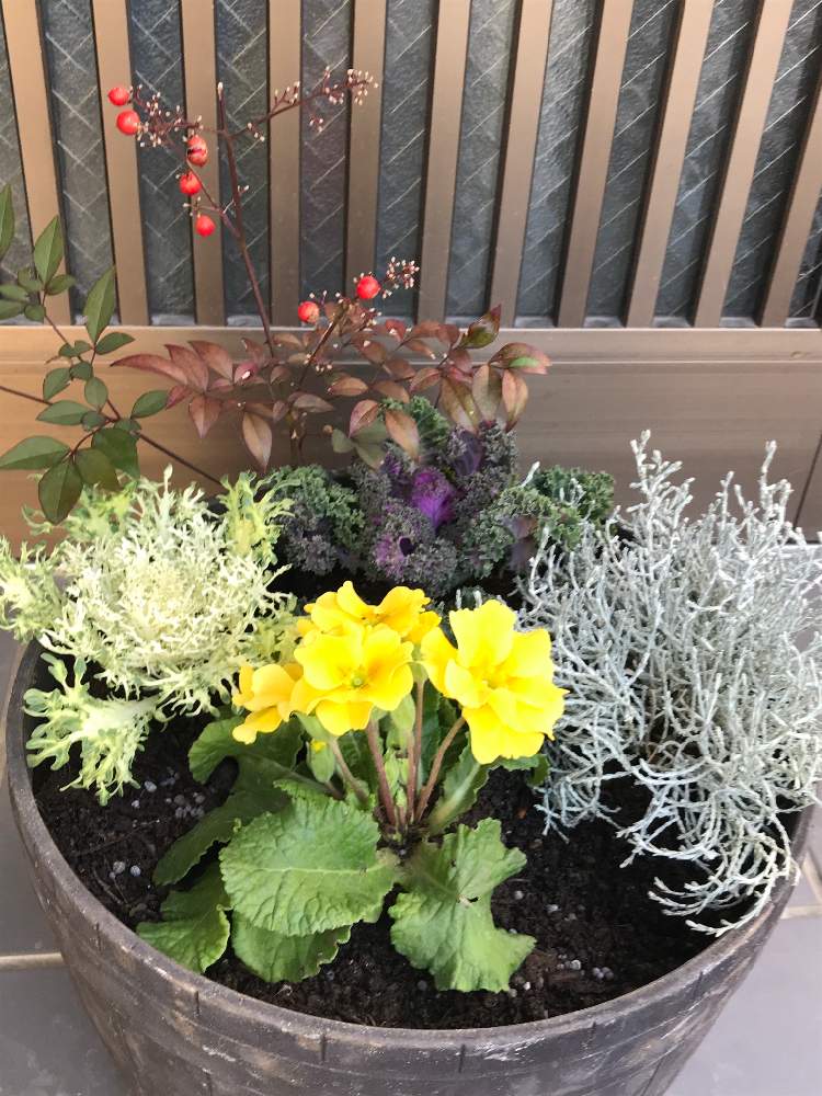玄関の画像 by ママンさん | 玄関と花のある暮らしとGS映えとお正月寄せ植えと楽しい時間をありがとう♡と来年も宜しくお願いしますと皆様に感謝です