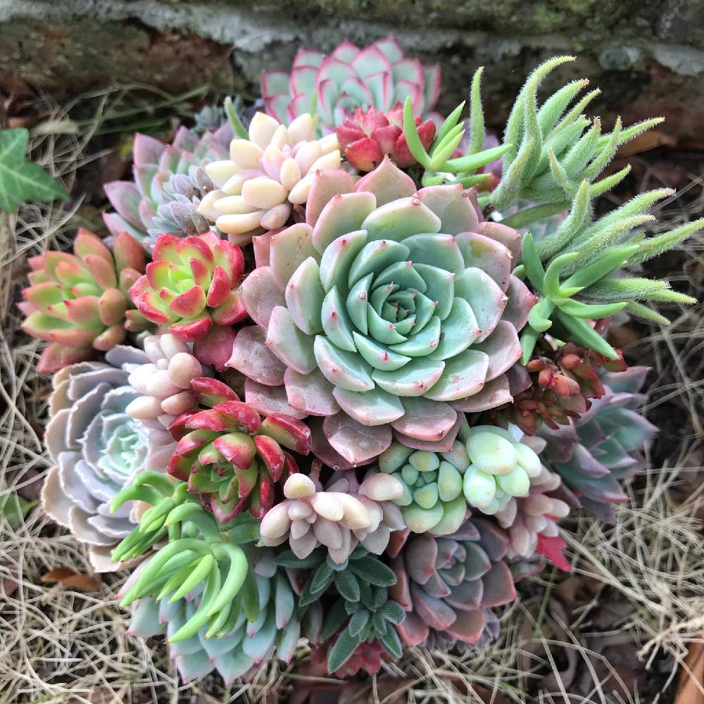 の画像 by BABBI(バビ)さん | 寄せ植え教室と多肉植物と寄せ植えと嬉しいとnou_landと多肉アートと可愛い多肉ちゃん❤︎と多肉女子と素敵な出会いに感謝と可愛いとつながりとノウランド認定講師とかわいいな♡と多肉多肉多肉多肉多肉‼と多肉寄せ植えとnou_land苗とnoulandと多肉植物 多肉の有るくらしと農ランドWS2段ケーキと多肉2段ケーキ
