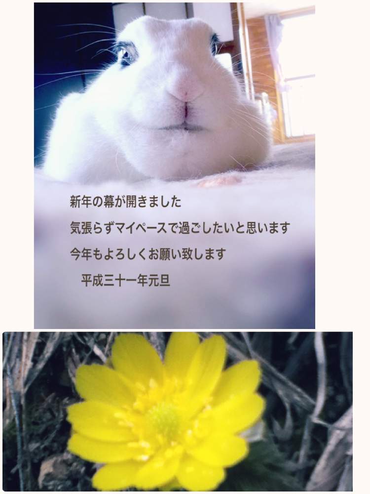 の画像 by ほとちんさん | ホトちゃんと福寿草と花散歩と花とペットとウサギのしっぽと除雪と散歩日和と可愛い ウサギと日常とウサギと我が家のペットとホト