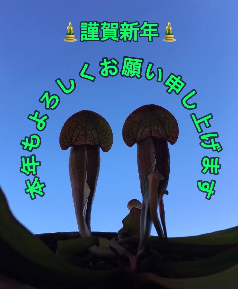 バルコニー/ベランダの画像 by コウさん | バルコニー/ベランダとサラセニア属とあけましておめでとう!と寒さに負けないとお正月フォトコンテスト2019と植物男子と駄温鉢と来春が楽しみとサラセニア 交配種と植中毒と不思議とサラセニアと珍奇植物と花のある暮らしと食虫植物 サラセニアと謹賀新年とベランダーとサラセニア科