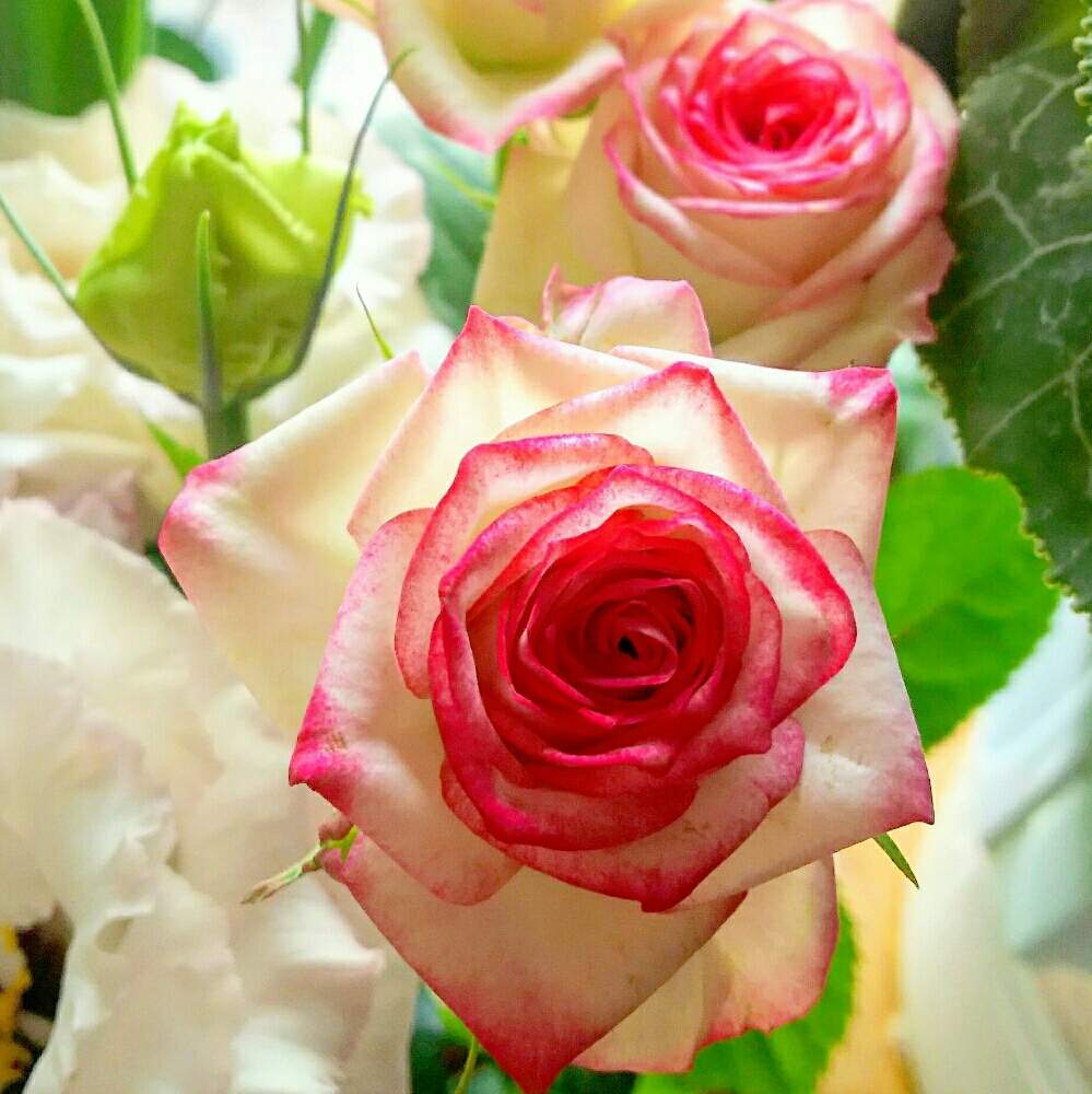 部屋の画像 by キーコさん | 部屋とスプレーバラとトルコキキョウとHTCと薔薇愛同盟と今年もよろしくお願いしますと花のある暮らしとキュンキュン乙女倶楽部No.54と明けましておめでとうございます