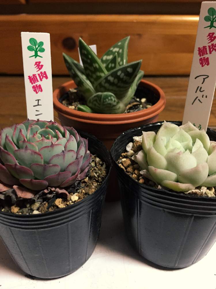 部屋の画像 by 多肉だいすき(かぴ)さん | 部屋と千代田錦とエンシノとアルバと多肉植物とアルバ☆と アロエ千代田錦とGS映えとエケベリア属とタニラーと珍奇植物と花のある暮らし