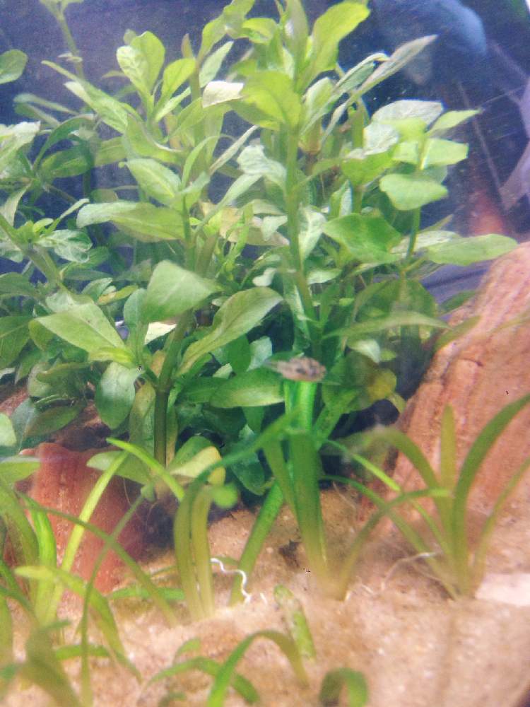 寝室の画像 by さーくさん | 寝室とアクアリウムと熱帯魚と水草とアベニーパファー