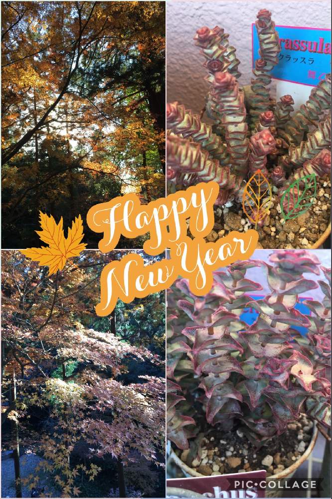 お出かけ先の画像 by のんたんさん | お出かけ先と法多山✨初詣といつもありがとう♡と今年もよろしくお願いしますとがんばれ!広島と多肉女子?(おばさん)とGS映えと植中毒とがんばれ北海道とクラッスラ属 南十字星とタニラーとがんばれ!岡山とクラッスラ属 舞乙女とバルコニスト