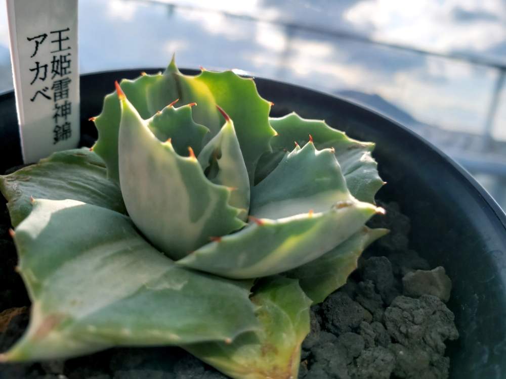棚の画像 by あおばさん | 棚と多肉植物とあけましておめでとう!と2019年新年と今年もよろしくお願いしますとアガベ・王妃雷神とタニラー