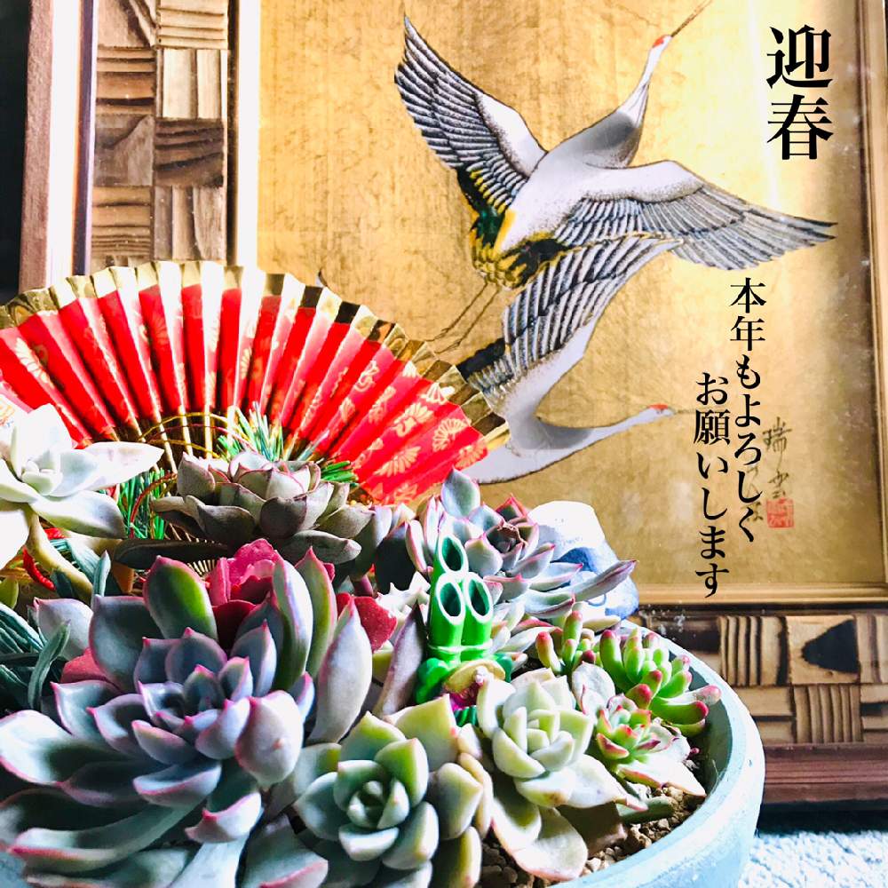 部屋の画像 by ちっちさん | 部屋と多肉植物の寄植えとあけましておめでとう!とお正月飾りと今年もよろしくお願いしますと北の大地北海道と台風21号被災者応援と頑張れ♡えっこと一緒に頑張ると世界らん展フォトコンテスト