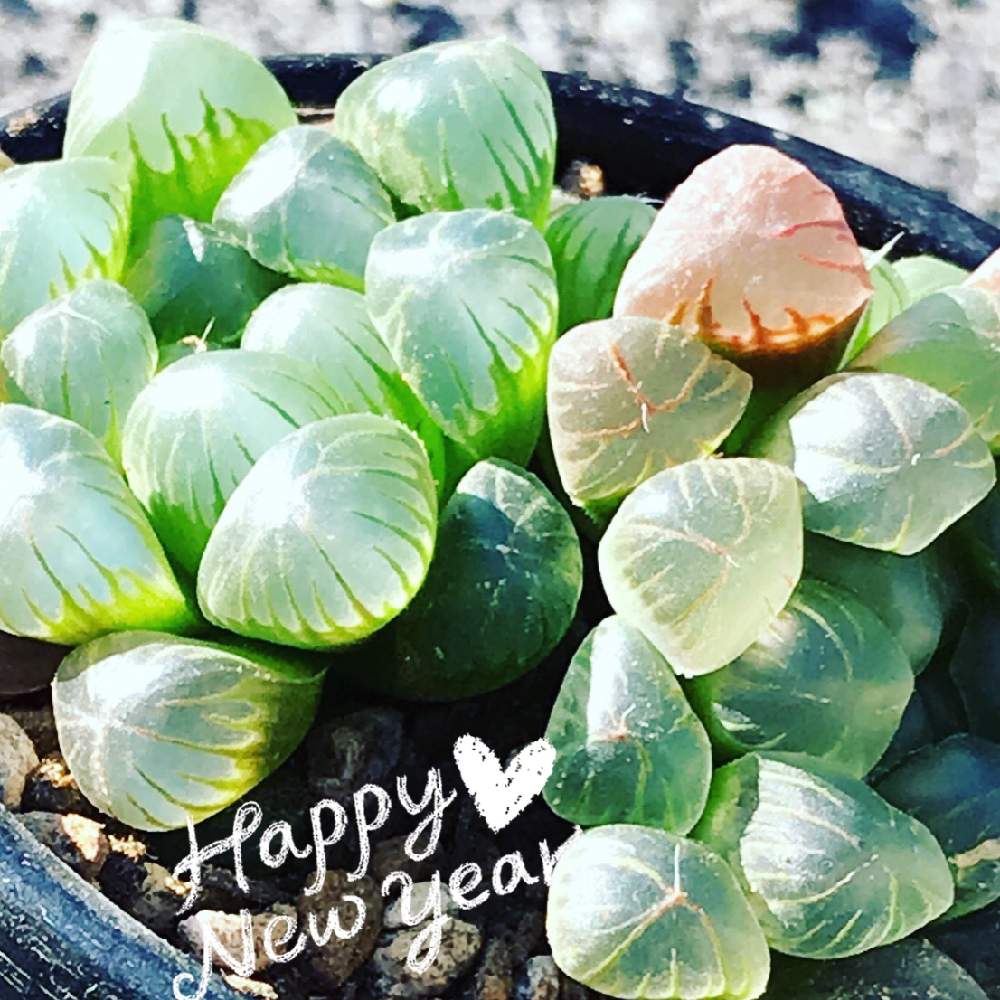 の画像 by やぁさん | 多肉植物と今年もよろしくお願いしますとちいさな幸せ♡と新年のご挨拶と多肉初心者と達磨オブツーサ ハオルシア