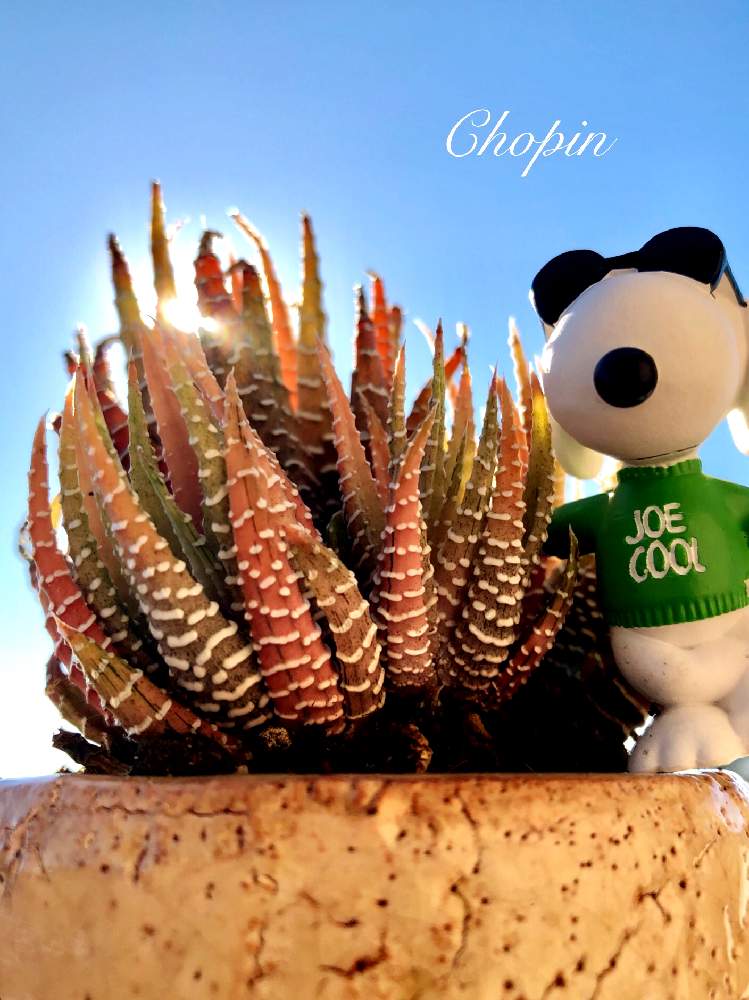 の画像 by Chopin(ショパン)さん | 多肉植物とハオルチア属と多肉大好きとGS映えとナチュラルガーデンと可愛い多肉ちゃん❤︎とファスキアータ ヴァリエガータとハオルチア属白蝶と青空の下と青空とiPhone撮影と 十二の巻とハオルチア・十二の巻とUSAとスヌーピーと硬葉系ハオルシアと多肉とフィギュアとGSコラボとキャラクターとコラボpicと十二の巻錦