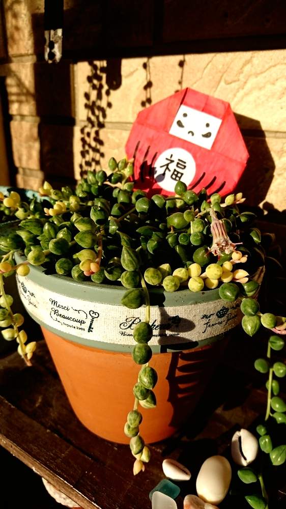 の画像 by 花MARUさん | 多肉植物と エンジェルティアーズと葉っぱのある暮らしと多肉植物のある暮らしと晴れの国タニラーGPとだるま祭りと多肉ラボ©と葉っぱ大好きと長くなれ!と立ち上がろう!晴れの国☀️と可愛いと災害に負けるな❗と花のある暮らしとモリモリにしたいと前に進もう!晴れの国☀️と繋がりに感謝✨と気持ちは一緒とGS植物うちなーぐち会と『冬だって多肉』フォトコンテスト