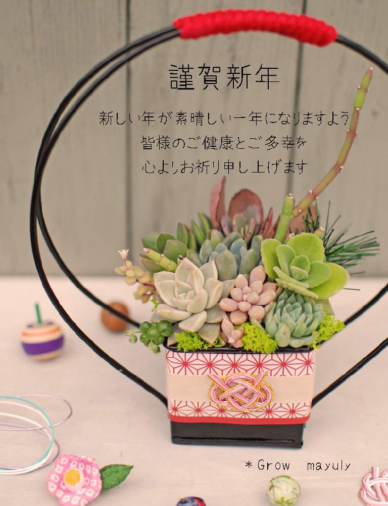 棚の画像 by mayuly (*Grow) さん | 棚と多肉植物と福井県とお正月寄せ植えと多肉植物寄せ植えと多肉植物販売と今日の一枚と*Grow
