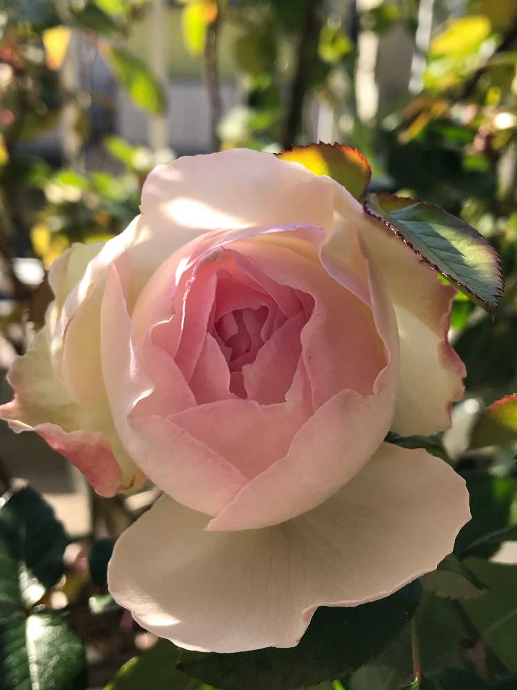 バルコニー/ベランダの画像 by wataru3さん | バルコニー/ベランダと薔薇ボレロと薔薇の虜。と薔薇♡とばら バラ 薔薇と薔薇愛と薔薇愛同盟と薔薇の季節と薔薇に魅せられてとボレロバラとボレロ バラと薔薇のある暮らし♡と白い薔薇ボレロと薔薇たちと花のある暮らしと薔薇が素敵とボレロ♥️と薔薇♪とバラ、バラ、バラとバラ*ボレロと薔薇の花とボレロ 薔薇
