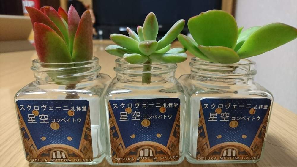 部屋の画像 by 夏無さん | 部屋と多肉植物いろいろと育て方がわからないとありがとう♡と大切に育てますと多肉女子?(おばさん)とぷりぷり多肉と君の名はと多肉カット苗と超多肉初心者と花のある暮らしとかわいいな♡と多肉初心者とみんな元気と大塚国際美術館と君たちの名は