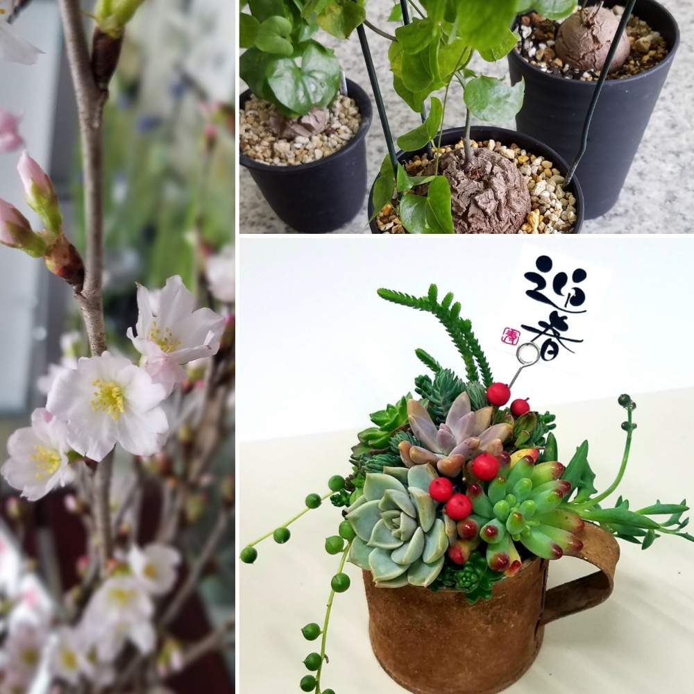 の画像 by 有限会社 種苗七福心さん | 多肉植物 寄せ植えと亀甲竜と啓翁桜と山形と多肉植物と年末年始とスマホ撮影とカッコいいと啓翁桜.と寄せ植えとGS映えと多肉植物のある暮らしと初投稿と植中毒とお正月とさくら 桜 サクラとセダム寄植えとお正月アレンジと美しいと珍奇植物と花のある暮らしとかわいいな♡と多肉寄せ植え