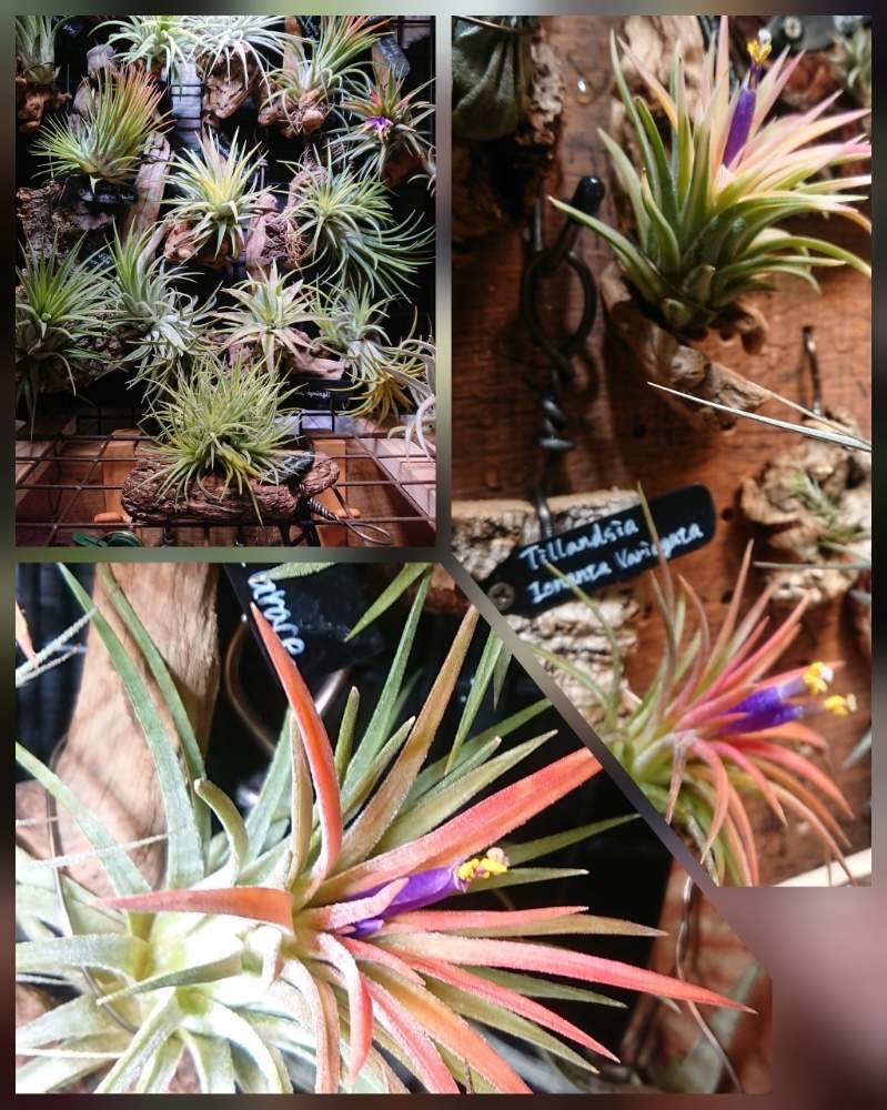 部屋の画像 by ちょこぼっさん | 部屋と着生植物とSPECIES NURSERYと植物育成ライトと普及種と希少種とGS映えとBROMERIADS と植中毒とイオナンタ万歳同盟( ゚∀゚)人(゚∀゚ )と常葉植物園と花のある暮らしと熱帯植物とチランジア中毒者とエアープランツ/チランジア