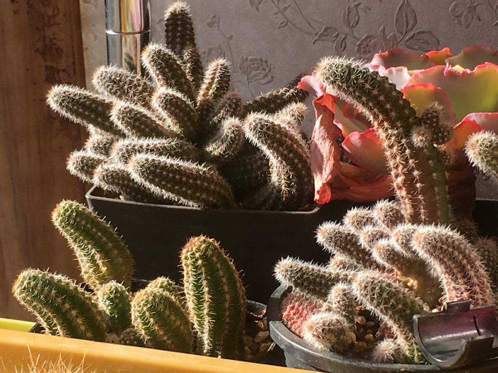 部屋の画像 by うにこさん | 部屋と多肉植物とサボテン科と白檀loveと『白檀愛好会』とカマエケレウス属とニョロニョロ白檀