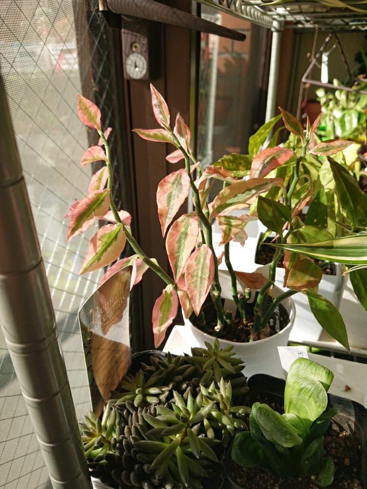 窓辺の画像 by bambiさん | 窓辺とギンリュウと観葉植物と観葉植物のある暮らしとみどりのある暮らし