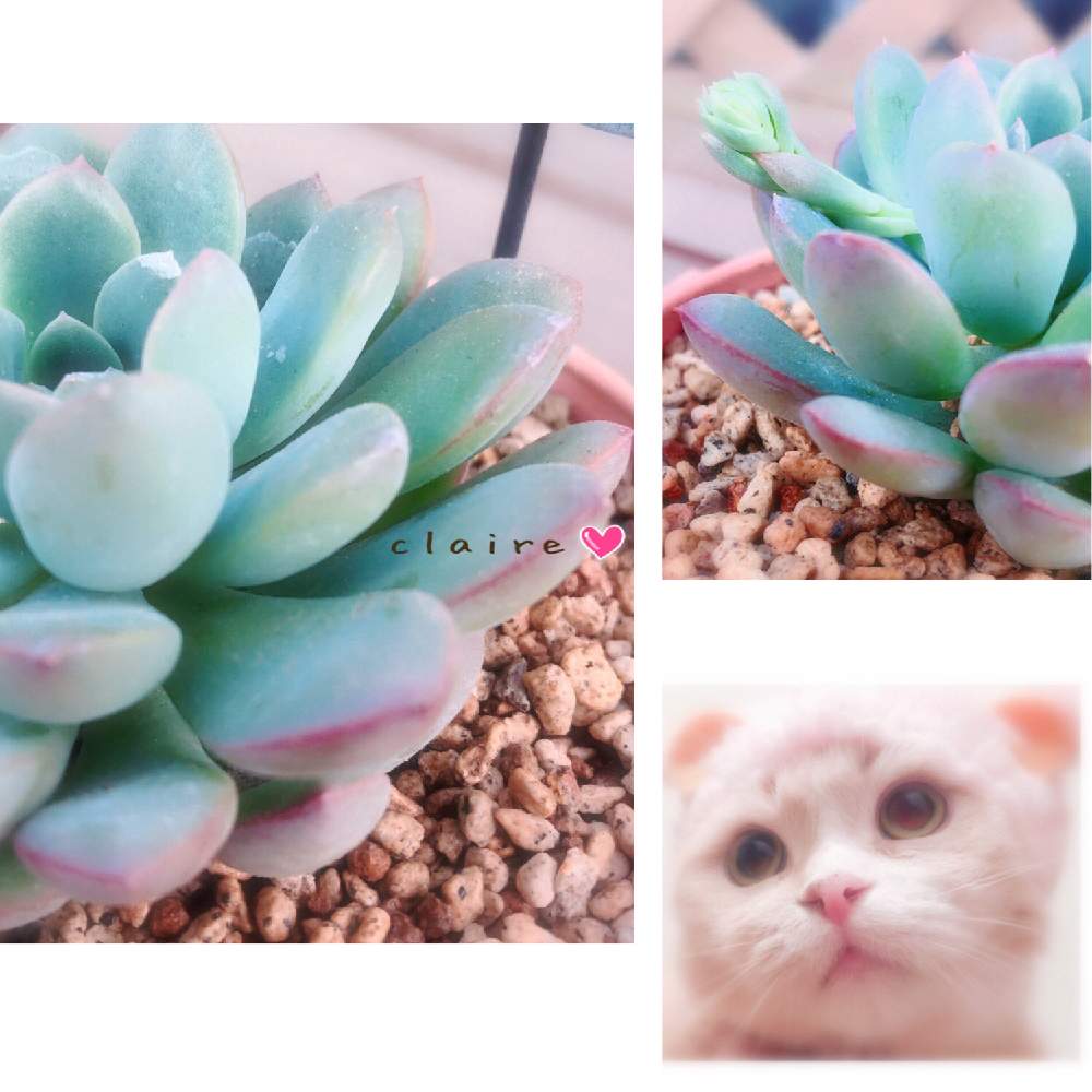 バルコニー/ベランダの画像 by Lin*さん | バルコニー/ベランダとパキベリア属 クレアと多肉植物と花のある暮らしとバルコニストとネコ好き