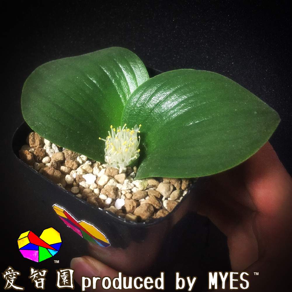 テラスの画像 by 愛智園 produced by MYES™️さん | テラスとマッソニアエキナータと愛智園と多肉植物と球根多肉とカッコいいと男前植物とボタニカルライフと多肉ちゃんと直射日光と植中毒と綺麗とケープバルブと多肉植物とサボテンとタニラーと珍奇植物と花のある暮らしと個性的とマッソニア属とMYES™️と男前とバルコニスト