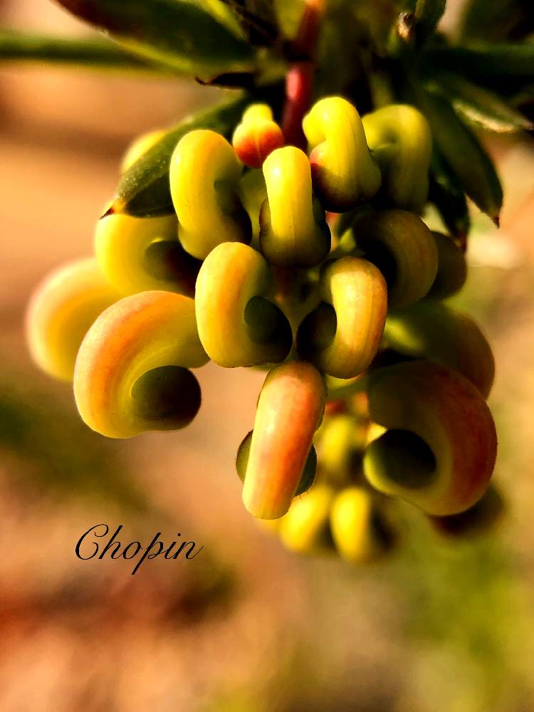 の画像 by Chopin(ショパン)さん | グレヴィレアとグレビレアとオーストラリアンプランツとマイガーデンとGS映えとナチュラルガーデンとヤマモガシ科とつぼみとマクロ撮影とグレビレア属としべ好きとエレガントなシベとオーストラリアとグレヴィレア Grevilleaとオーストラリア ネイティヴプランツとナチュラルスタイルとオージープランツと グレビレアとiPhone撮影とグレヴィレアヒルズジュビリーとGrevillea Hills Jubilee
