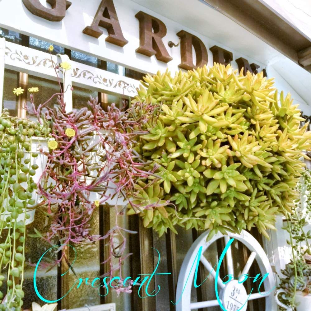 棚の画像 by *☆三日月☆*さん | 棚とCAM植物と多肉植物とHTCと多肉ハンギング♡とニコちゃんファン倶楽部❣️と多肉のある暮らしと銘月(めいげつ)と雑貨好き♡と多肉色物とルビーネックレス☆と『冬だって多肉』フォトコンテストとグリーンネックレス☆