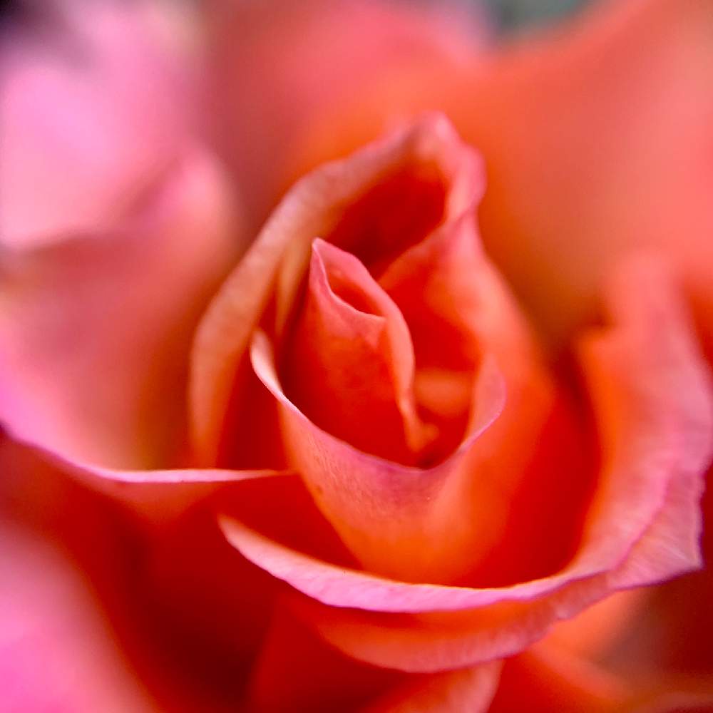 テラスの画像 by PT_yamahiroさん | テラスと薔薇とスマホ撮影とオレンジ色の花と花壇とアップ写真とフラワーとマイガーデンとGS映えとマクロ撮影と植中毒と我が家の花壇とお花畑 と我が家の庭と花好きとガーデニングと花のある暮らしとお花とマクロな世界とお花好きとバルコニスト