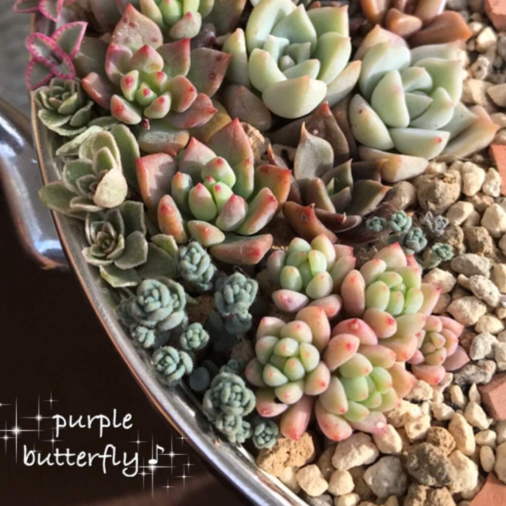 小さな庭の画像 by purple butterfly♡さん | 小さな庭と多肉植物と葉挿しっ子とお気に入り♡と紅葉する多肉とコーヒータイムと私の宝物~❤と宮城県とかわいいな♡とむちむちぷくぷくと多肉箱庭と小さな箱庭