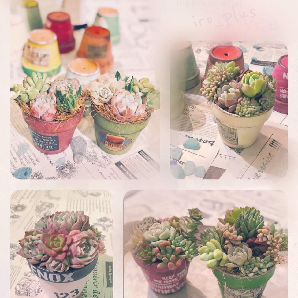 の画像 by iroさん | iro_plusと多肉植物と雪国タニラーとイベントと多肉植物寄せ植えと新潟タニラーと多肉ワークショップとタニラーと新潟と色+とタニク初心者とワークショップ と多肉初心者