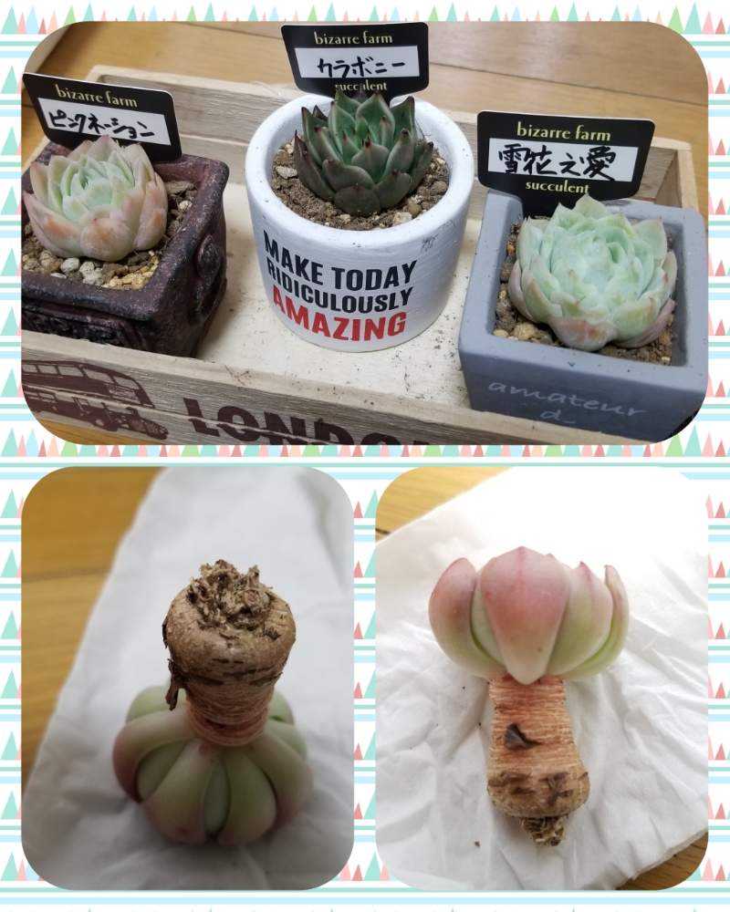 部屋の画像 by けぇ~(ちょっとずつ活動中)さん | 部屋とルナロッサと多肉植物と誰か教えて下さい☺とHTCと多肉女子とタニラー