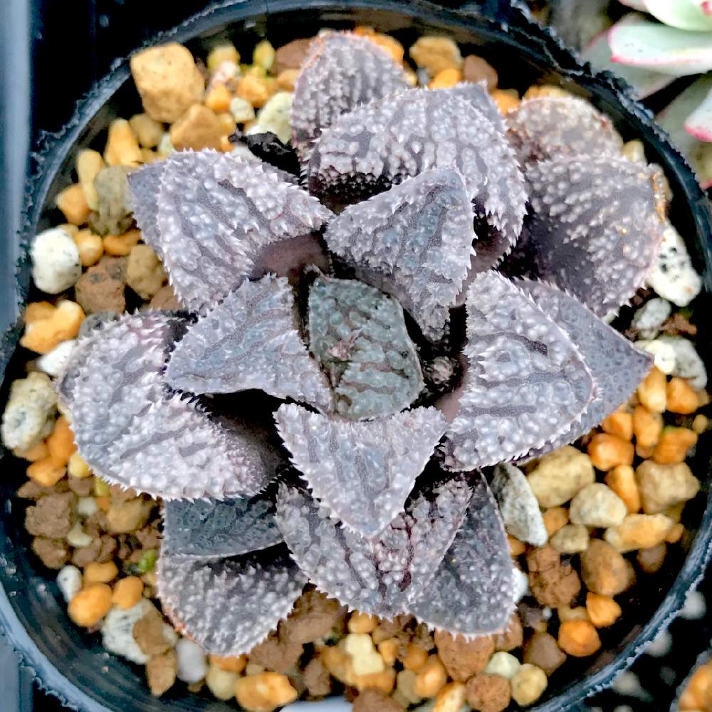 バルコニー/ベランダの画像 by たねさん | バルコニー/ベランダとモルドールとHaworthia mordolと多肉植物と福岡とハオルチア属とHaworthia:ハオルチア/ハオルシアとたねんちのハオとバルコニスト