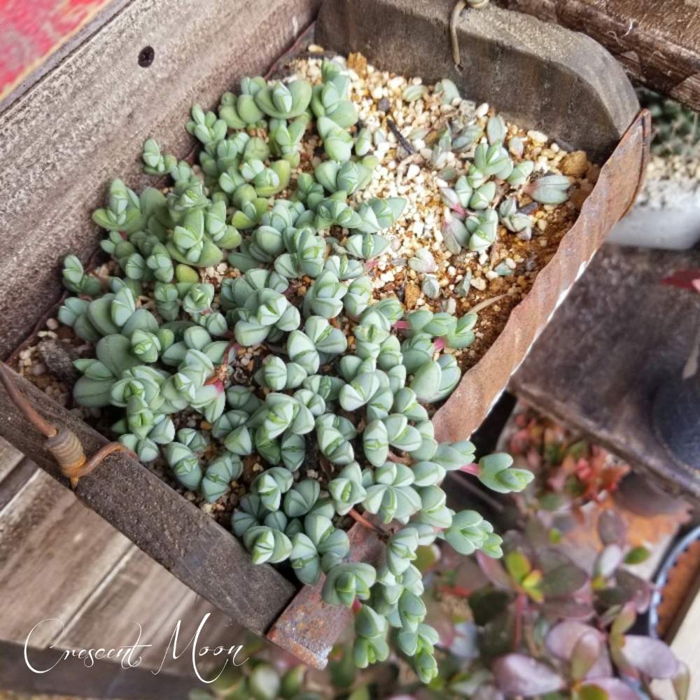 棚の画像 by *☆三日月☆*さん | 棚とCAM植物と多肉植物とHTCと多肉のある暮らしとトトの日と多肉色物とリメ缶・リメ鉢と『冬だって多肉』フォトコンテストと 碧魚連とヘキギョレン☆