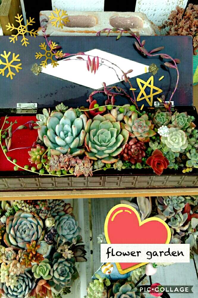 棚の画像 by フラワーさん | 棚とサンダーローズとパロミタスとラピュタ♡とドレミソンとLier苗♡とHTCと火祭り紅葉と神奈川タニラーと植中毒とLier苗寄植えとHTC:243と頑張れ♡みんなと寒すぎ(((寒゚Д゚寒)))と『冬だって多肉』フォトコンテストとタニラーとpppとゆるキャラ倶楽部とlier多肉フェスティバルとpppで狩りと多肉2年生