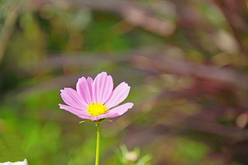 お出かけ先の画像 by ゆーのさん | お出かけ先とコスモスと色が素敵とお花を楽しむと心落ち着くとオールドレンズとアップ写真とGS映えとマクロ撮影と今日の一枚と優しい色の花と癒され風景と秋コスモスと花のある暮らしとお花といやされると写真好きな人と繋がりたいとふんわり