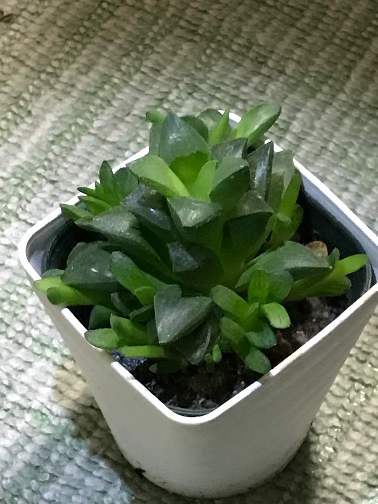 部屋の画像 by ⌘クルクミン⌘さん | 部屋とハオルチア 寿と多肉植物とTANIKU部と植物初心者とハオルチア属と多肉大好きと東北多肉植物委員会とGS映えとGS日和と植中毒とコメリとタニラーとコメリPlantと珍奇植物とフォロー自由と多肉初心者と多肉多肉多肉と多肉植物 多肉の有るくらし