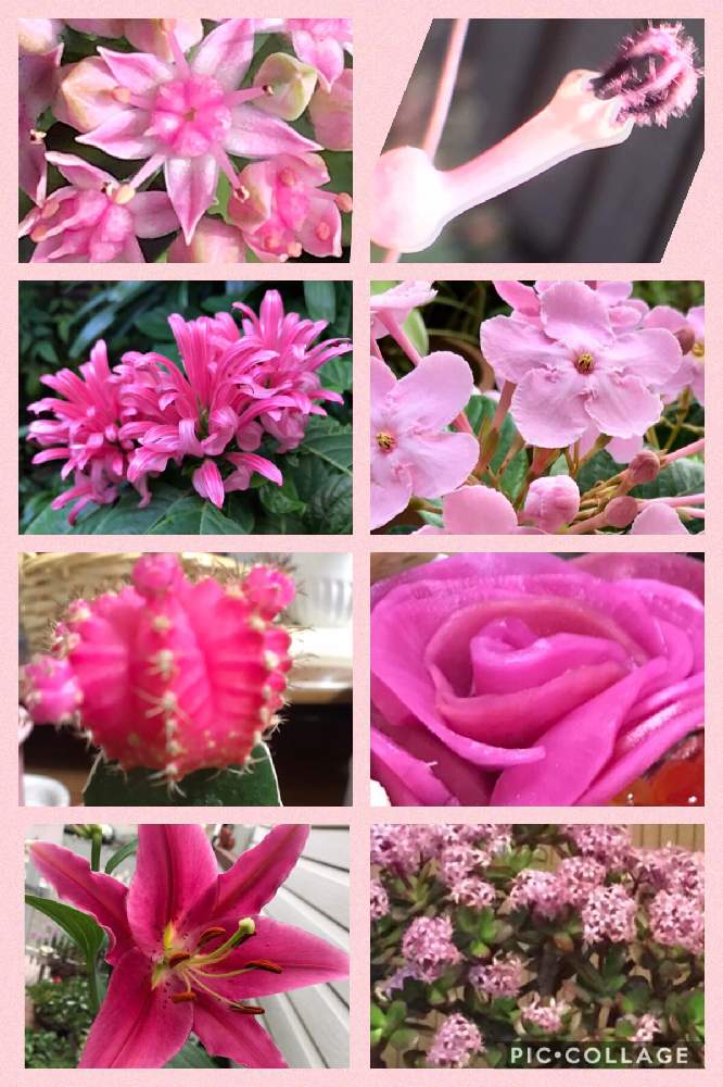 小さな庭の画像 by グランさん | 小さな庭とみどりのある暮らしとピンク!ピンク!ピンク!とピンクの花とピンク❤︎ピンクとGS映えと多肉のある暮らしとGS日和と多肉だいすきと花のある暮らしとピンク色のお花とお花といやされると可愛いピンク色♡