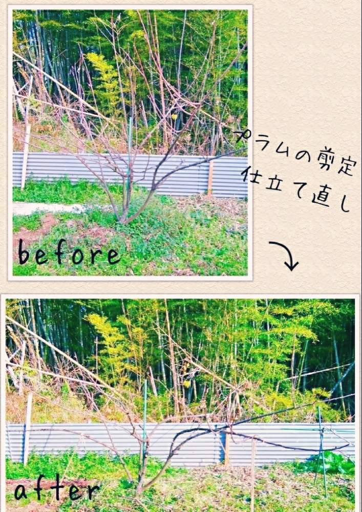畑の画像 by ルミさん | 畑と木の剪定とグリーンライフ♡と家庭菜園と初心者と自家栽培と家庭菜園奮闘日記