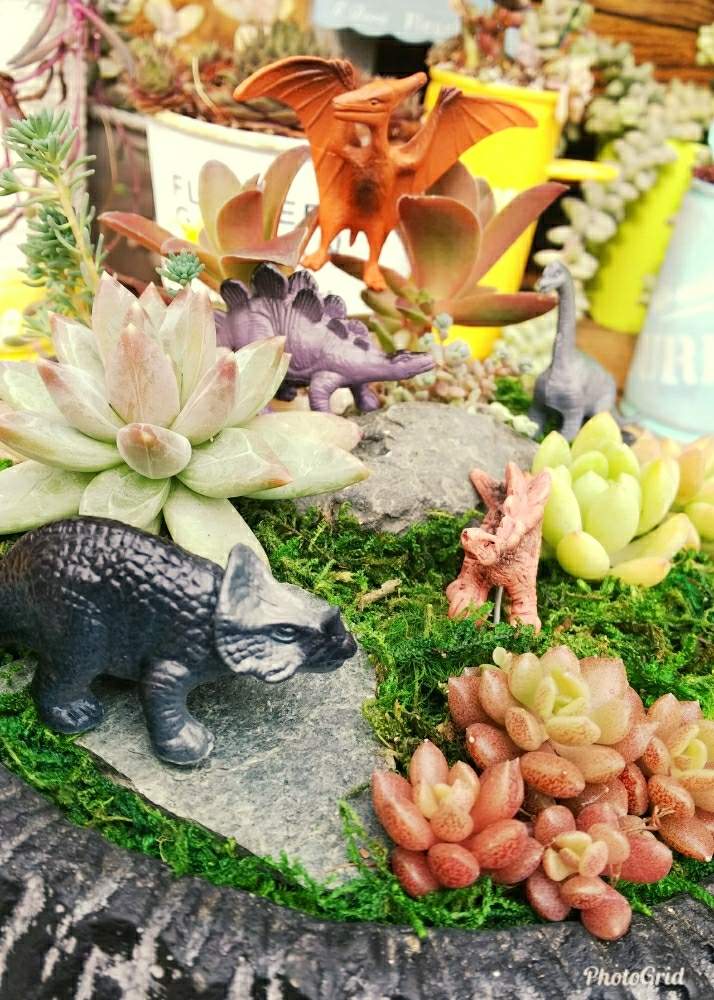 小さな庭の画像 by ニーナさん | 小さな庭と多肉箱庭と北の大地北海道とGS映えと植物だいすきとGS日和と植中毒と台風21号被災者応援と多肉女子とタニラーと立ち上がろう!晴れの国☀️とかわいいな♡と多肉寄せ植えと多肉初心者と多肉多肉多肉