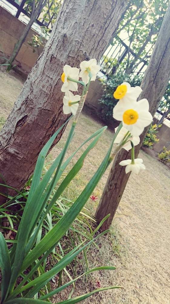 小さな庭の画像 by コッペパンさん | 小さな庭とスイセンと植中毒と咲いた!とお花