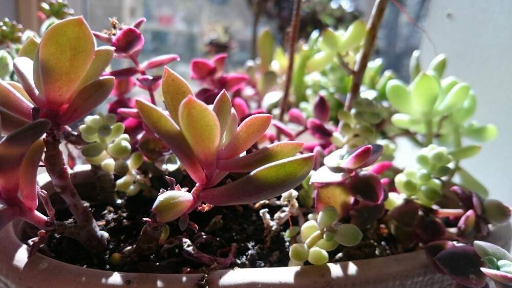 部屋の画像 by ニゲラさん | 部屋と多肉植物と多肉の寄せ植えと多肉大好きと色づく多肉と癒しと『冬だって多肉』フォトコンテストと可愛いと加工なし