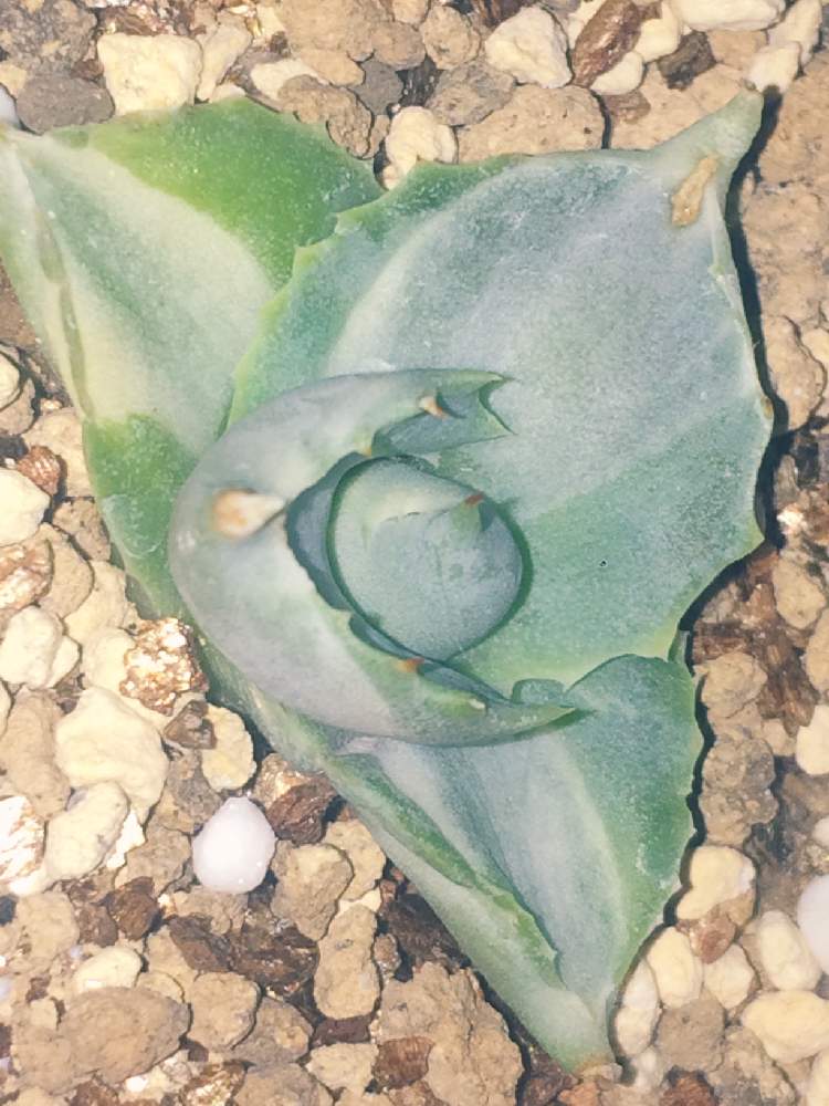 窓辺の画像 by ちまのた屋さん | 窓辺とagave♥と多肉植物