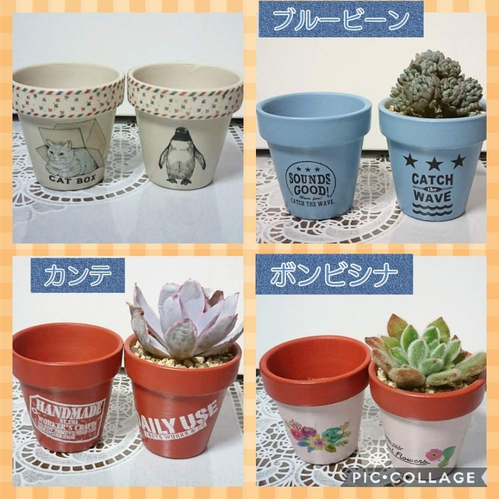 部屋の画像 by キンエボシさん | 部屋とボンビシナとカンテとブルービーンとセダム属とメル狩り!と植中毒と作ってみました。とエケベリア属とDIYと可愛いとDAISOと多肉奮闘記