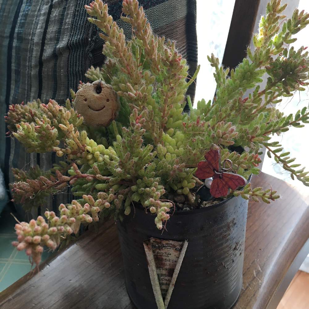の画像 by Métis (まゆみ)さん | 多肉植物とHTCとワイルドだろ~とリプサリス メセンブリアンテモイデスと暴れサボテンと多肉大好きと癒しと寒いよぉ~とかわいいな♡