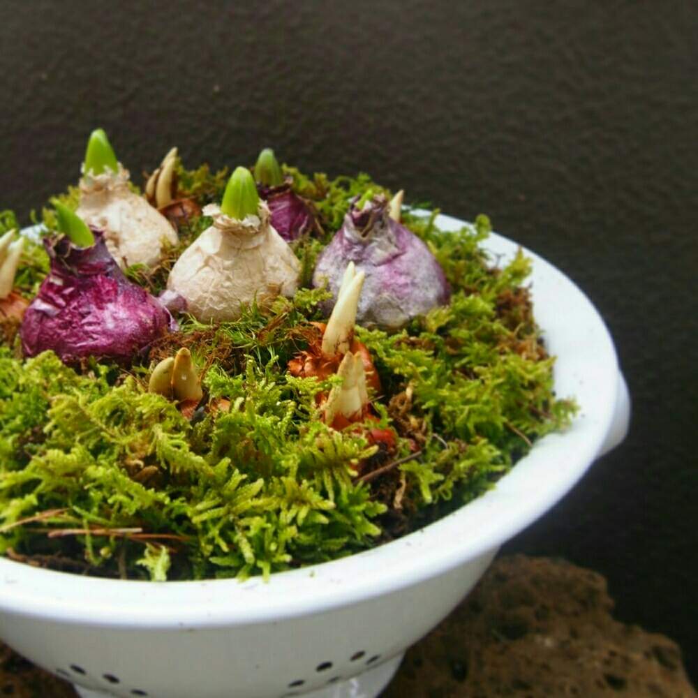 バルコニー/ベランダの画像 by Humming Garden♪さん | バルコニー/ベランダとハンギングバスケットと寄せ植えと多肉植物寄せ植えとナチュラルガーデンとベランダガーデンとイベント出店とお花の寄せ植えと今日のお花とコンテナガーデンと庭仕事とガーデニングとアウトドアリビングと花の寄せ植え