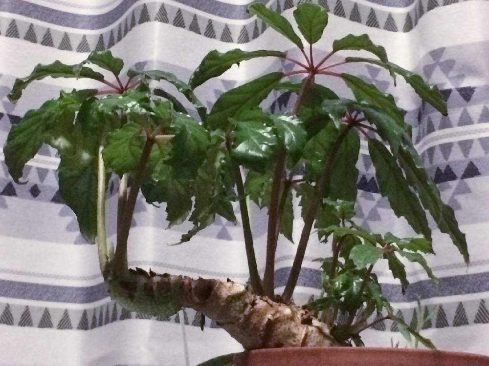 部屋の画像 by しろちゃんさん | 部屋と観葉植物とベゴニア属と元気に育ってます♪とキレイな葉っぱとベゴニア☆