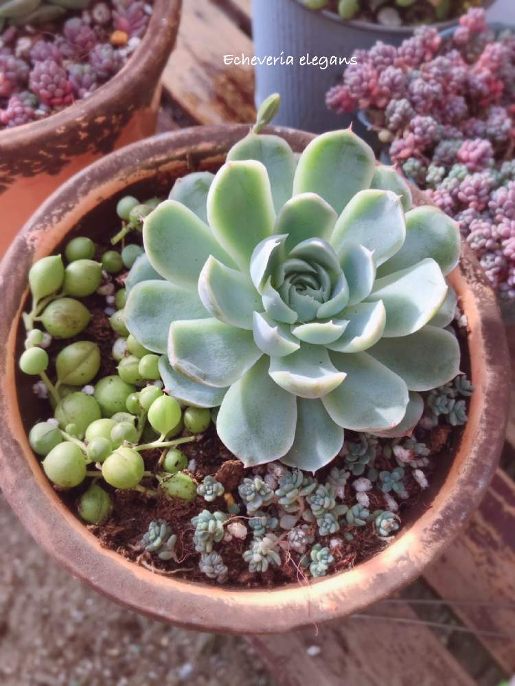 棚の画像 by くみさん | 棚と多肉植物と観葉植物と植物のある暮らしと多肉大好きと寄せ植えと癒しとGS映えとGS日和と植中毒と今日の一枚と今日のお花とエケベリア属と多肉女子とタニラーと可愛いとガーデニングと花のある暮らしとかわいいな♡と多肉寄せ植えとバルコニスト