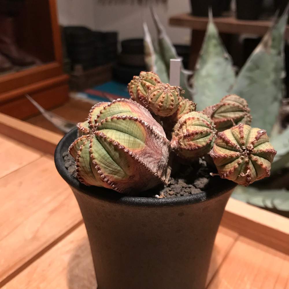部屋の画像 by t.h.r.bさん | 部屋とEuphorbia obesaとオベサと多肉植物と観葉植物と植物のある暮らしとユーフォルビア ・オベサと珍奇植物